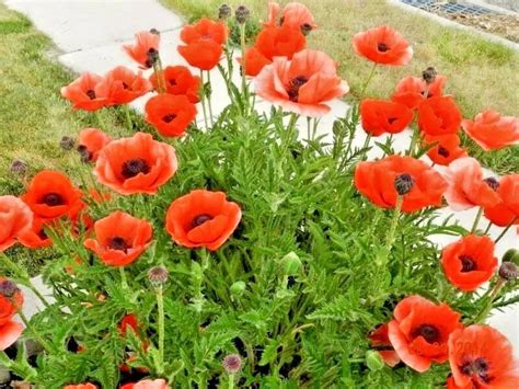 How To Grow Oriental Poppies Growing And Caring For 42 OFF