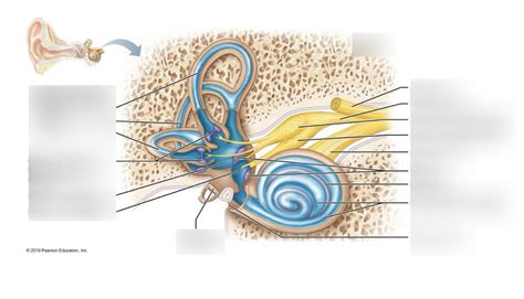 Membranous Labyrinth Of The Internal Ear Diagram Quizlet