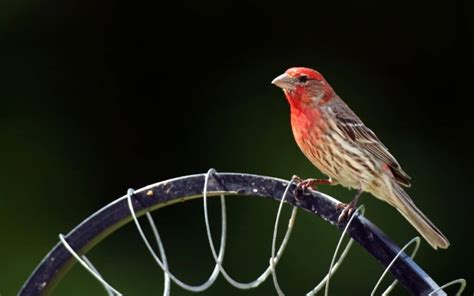 11 Ways to Attract Birds to Your Backyard – BackYardWay