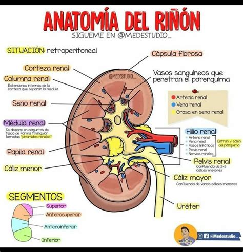 Pin de Salvador Timoteo Valentin en ANATOMÍA Cosas de enfermeria