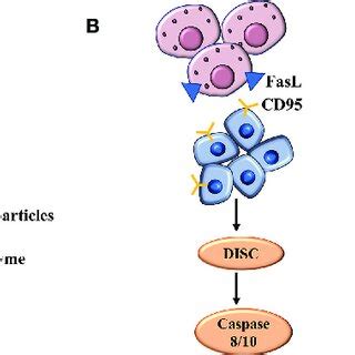 A The Mechanism Of Nk Cell Mediated Cytotoxicity By Releasing