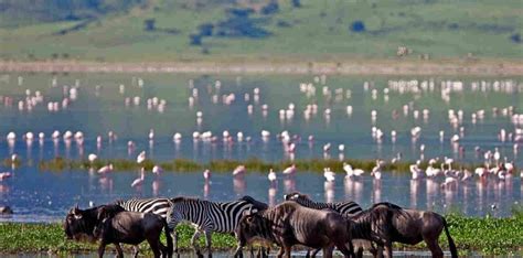 Days Last Minute Safari To Tarangire And Lake Manyara Nps From