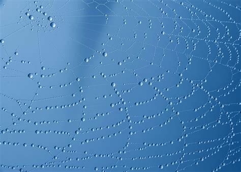 Synthetic Spider Silk – The Future of Bioindustrial Materials