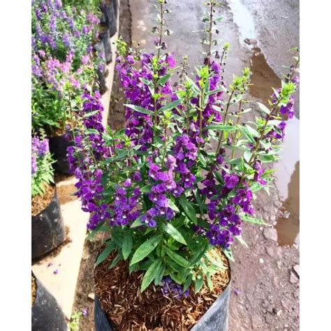 Jual Tanaman Lavender Tanaman Hias Pengusir Nyamuk Shopee Indonesia