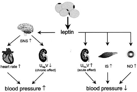 Cardiovascular Renal Actions Of Leptin Leptin Increases Sympathetic