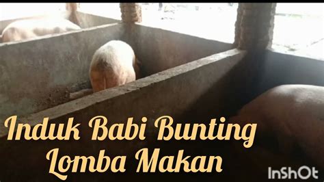 Induk Babi Bunting Lomba Makan YouTube