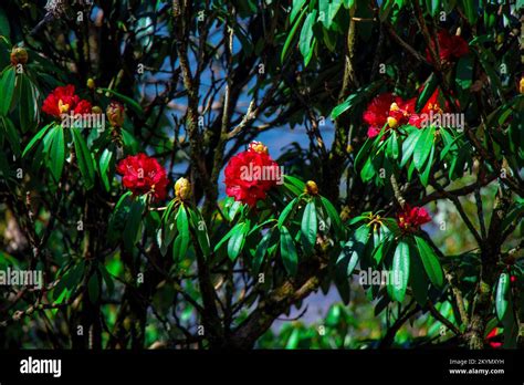 Rhododendron Flower In The Himalayas Of Nepal Khaptad National Park