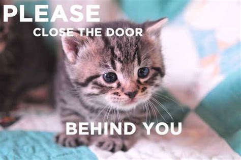 10 Passive Aggressive Posters For The Irritating Moments In Your Life Cat Pics Kitten Photos