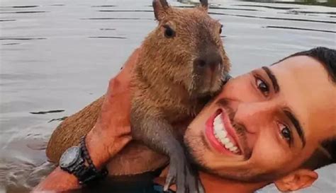 Pai de capivara que viralizou no TikTok é multado pelo Ibama e terá