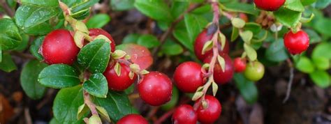 Overige Veenbessen Kopen Vanaf Fruitbomen Net