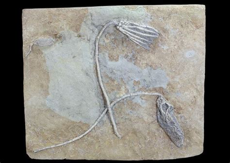 Three Species Of Crinoids On One Plate Crawfordsville Indiana