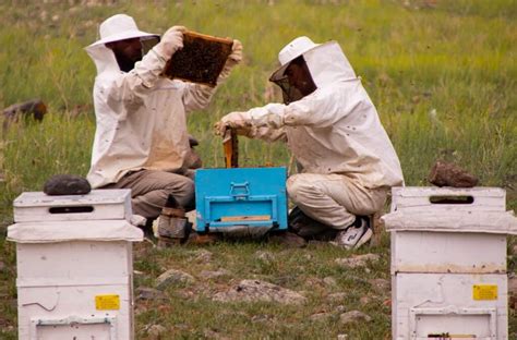 Buckfast Bees: Unveiling Their Unique Characteristics - Beekeeping 101