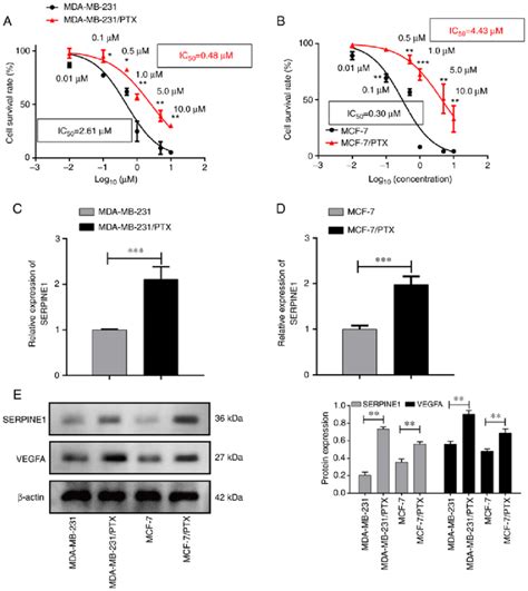 SERPINE1 Is Upregulated In PTX Resistant BC Cell Lines A Survival