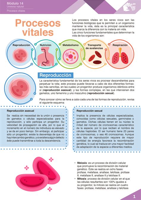 Procesos Vitales PDF Recursos Universo Natural Procesos Vitales Los