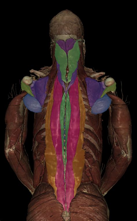 Posterior Axioappendicular Muscles Deep Diagram Quizlet