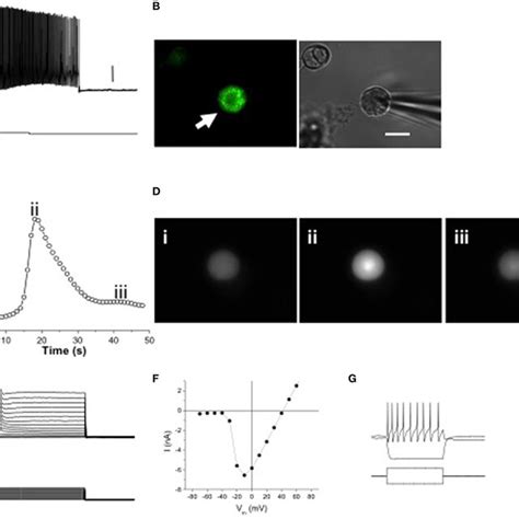 Melanopsin Expression Confers Intrinsic Photosensitivity To Tg Neurons