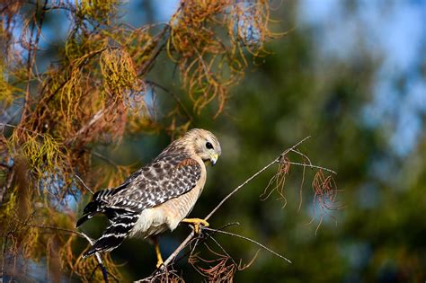 Red-shouldered Hawk | Audubon Field Guide