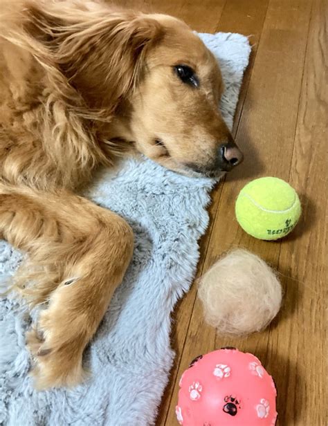 いい感じに出来た！ 〜ふぅのしっぽ〜 老犬とのしあわせな毎日♡ 愛知県一宮市 老犬介護・シニア犬のお世話・看護のお手伝い