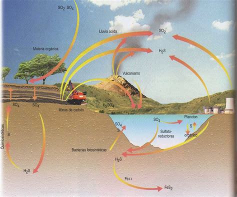 Esquema Del Ciclo Del Azufre Fotos Gu A