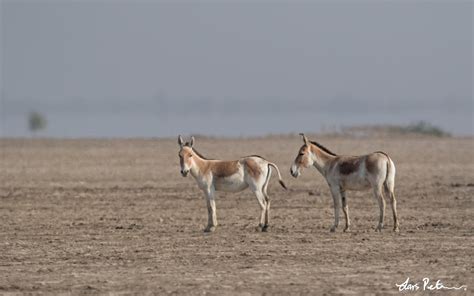 Asiatic Wild Ass Western India Bird Images From Foreign Trips