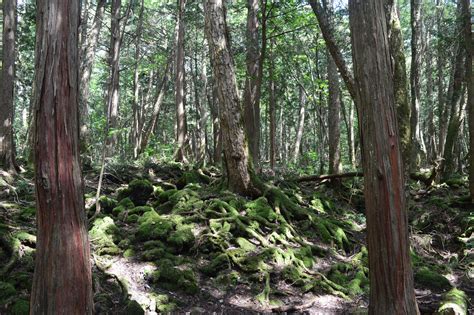 Hoy Conocemos El Bosque De Ahokigahara En El Monte Fuji De Jap N