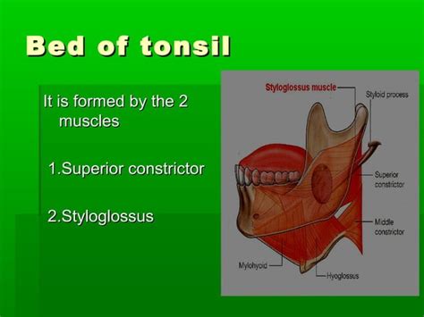 Acute And Chronic Tonsillitis And Their Management Ppt