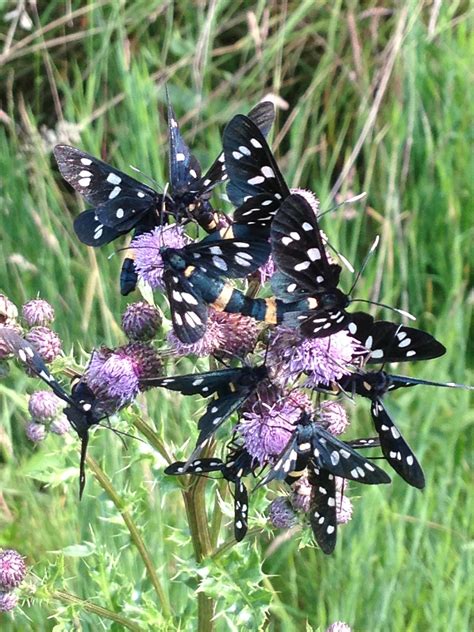 Phagea Butterflies Amata Phagea In The Netherlands Butterflies