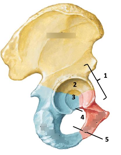 Hip Bone Os Coxae Diagram Quizlet