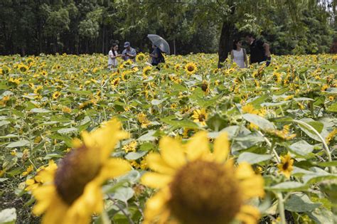 大暑节气，闵行这个公园18000株向日葵花海花开正艳，游客顶着烈日观赏