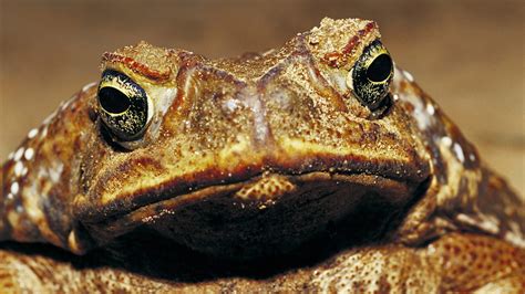 Defining Moments In Australian History Introduction Of Cane Toads