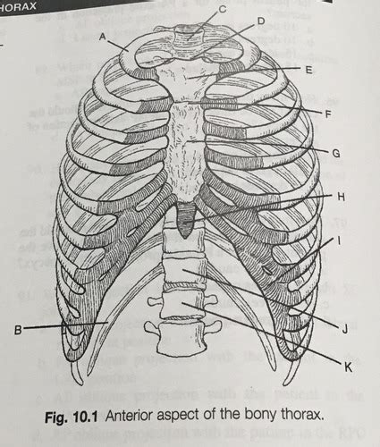 RAD160 Anatomy And Positioning Flashcards Quizlet