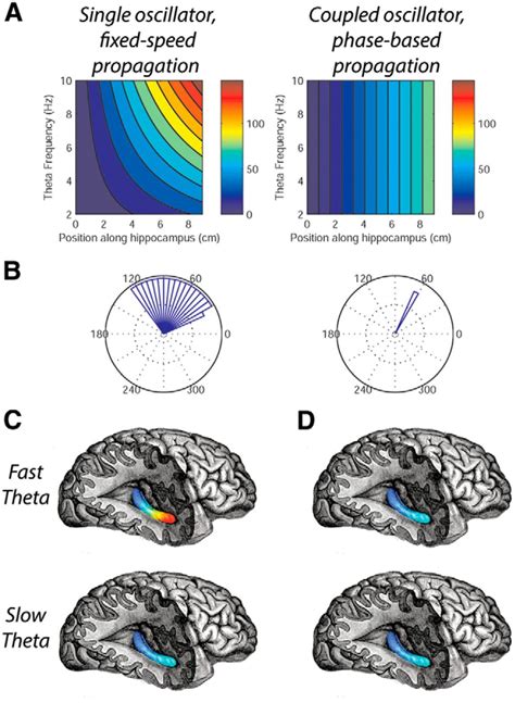 Theta Waves