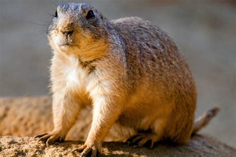 Pocket Gophers Are Underground Farmers •