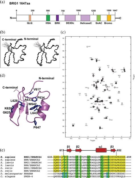 Structure Of The BRK Domain Of The SWI SNF Chromatin Remodeling Complex