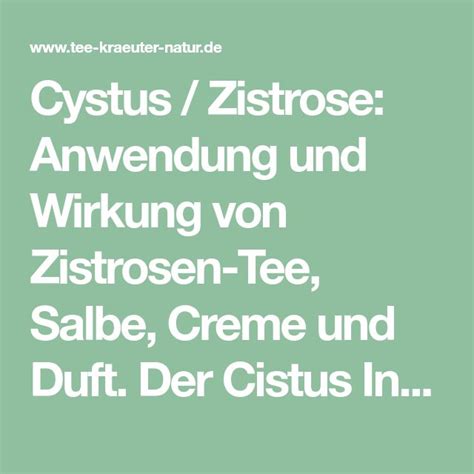 Cystus Zistrose Anwendung Und Wirkung Von Zistrosen Tee Salbe