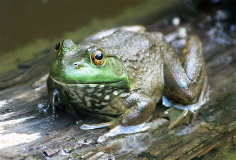 American Bullfrog Type Amphibian Diet Carnivore Average Flickr