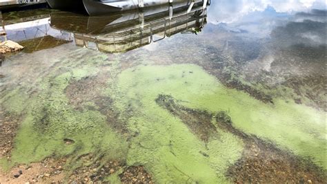 Blue Green Algae Bloom Found In Popular New Hampshire Lake