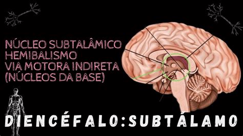 DIENCÉFALO SUBTÁLAMO Via indireta gânglios da base hemibalismo