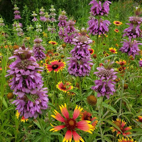 Wildflower Texas Wildflowers - Free photo on Pixabay