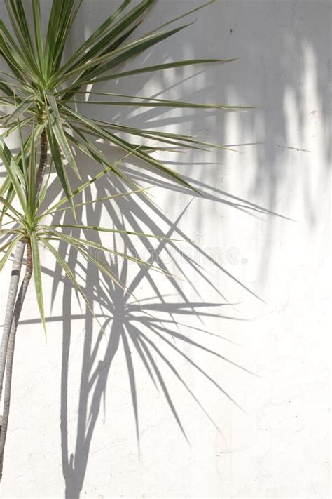 Hojas De Palma Tropicales Sombras Sobre Fondo De Textura De Pared