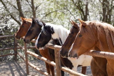 Conseils Pour R Viser Tes Galops Petit Galop