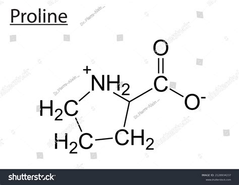 Proline Amino Acid Chemical Structure Stock Vector Royalty Free