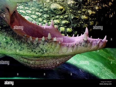 American alligator - Alligator mississippiensis Stock Photo - Alamy