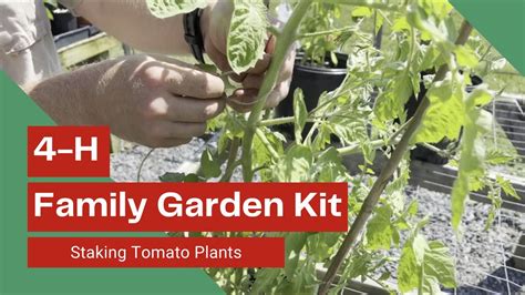 How To Stake Tomato Plants Youtube