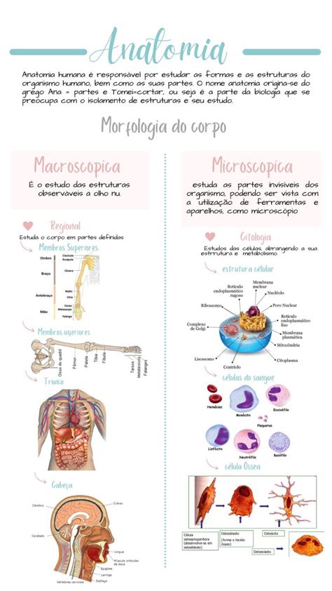 Anatomia Macrosc Pica E Microsc Pica Como Estudar Anatomia Estudo