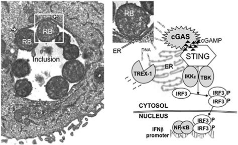 A Schematic Model Of Cgas Recognizing Dna During Chlamydia Infection