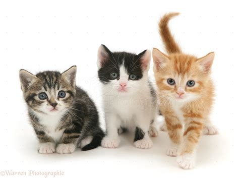 Three kittens photo WP32047