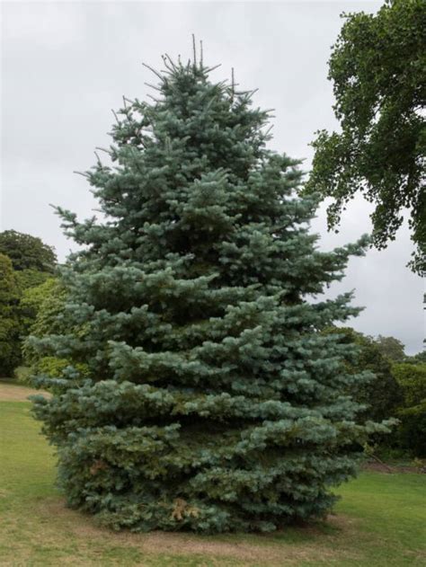 10 Best Trees To Plant In Michigan 2021 The Gardening Dad