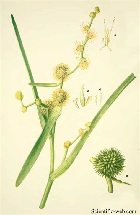 Sparganium Androcladum