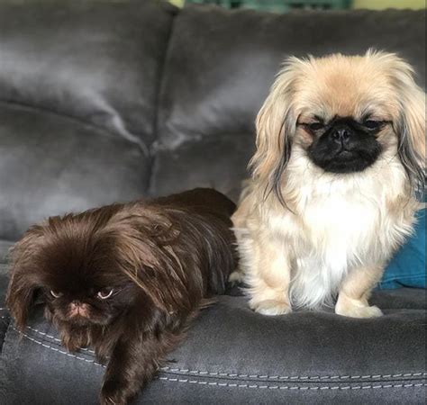 Pin By Geri Cochran On Pekingnese Loves Of My Life Pekingese Dogs